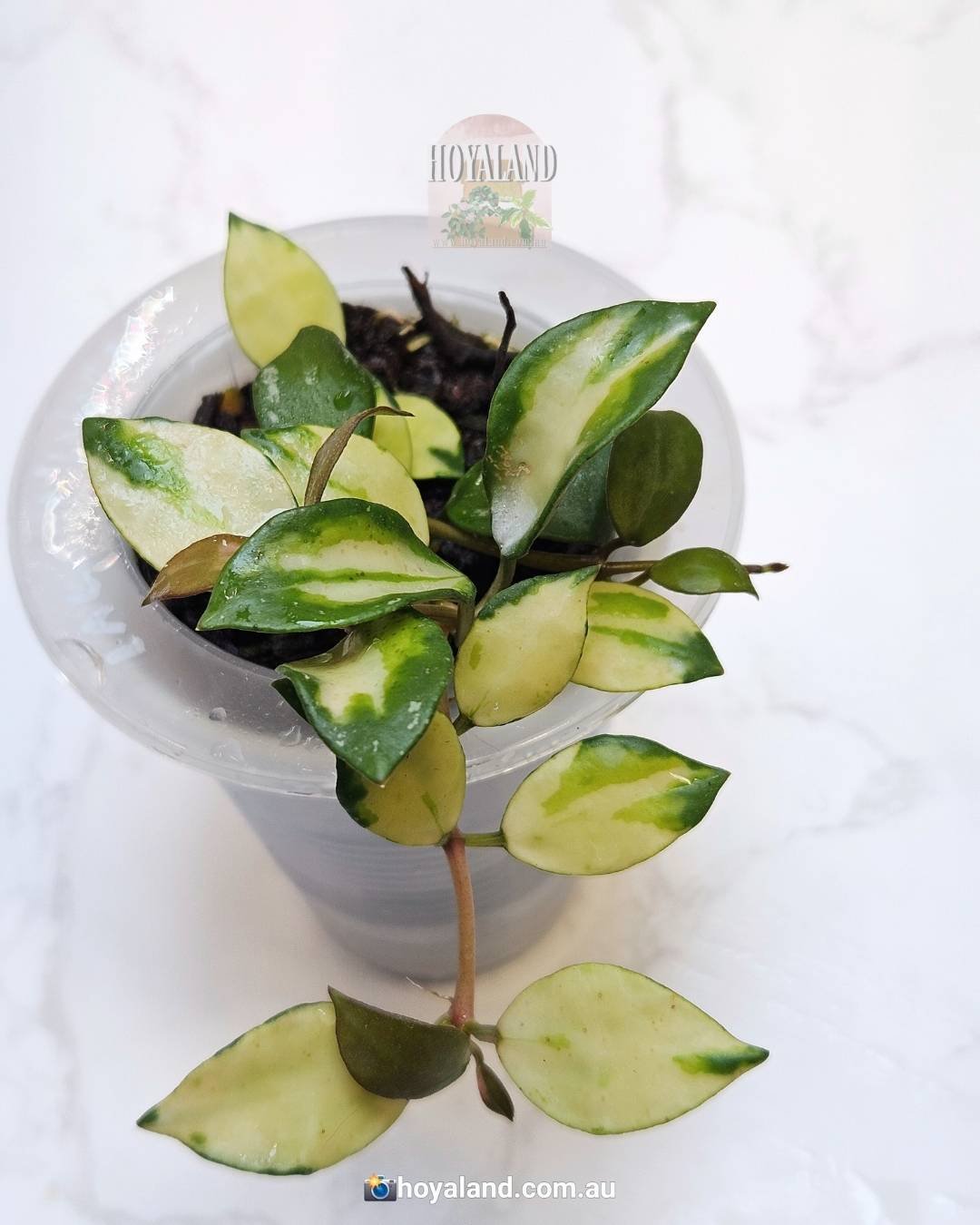 Hoya lacunosa 'Minara' | Inner Variegated Hoya | Delicate Foliage